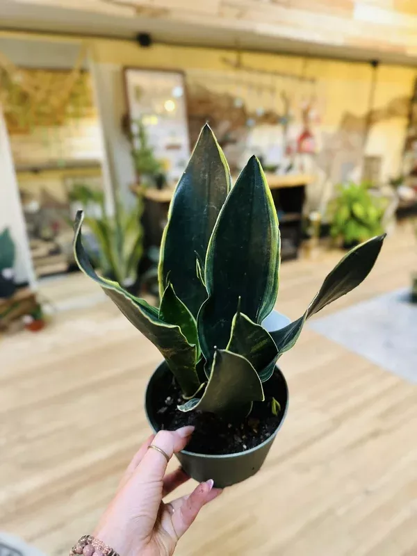 6-fabi-snake-plant 6″ Fabi Snake Plant