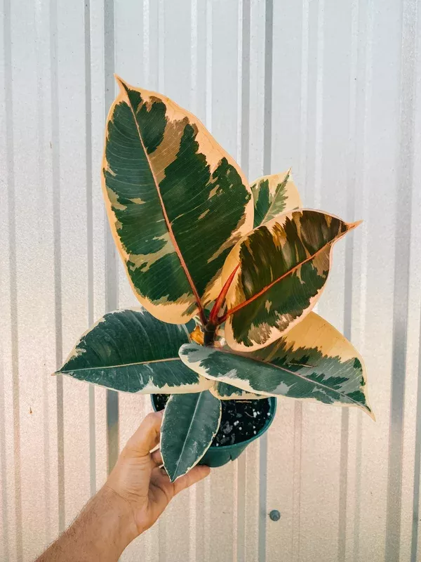 6-ficus-tineke 6″ Ficus ‘Tineke’