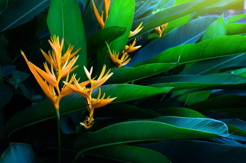 6-golden-torch-heliconia-rhizomes-yellow-heliconia-psittacorum-live-plant 6 Golden Torch Heliconia Rhizomes – Yellow Heliconia psittacorum Live Plant
