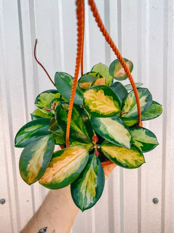 6-hoya-australis-lisa-hanging-basket 6″ Hoya ‘Australis Lisa’ (Hanging Basket)