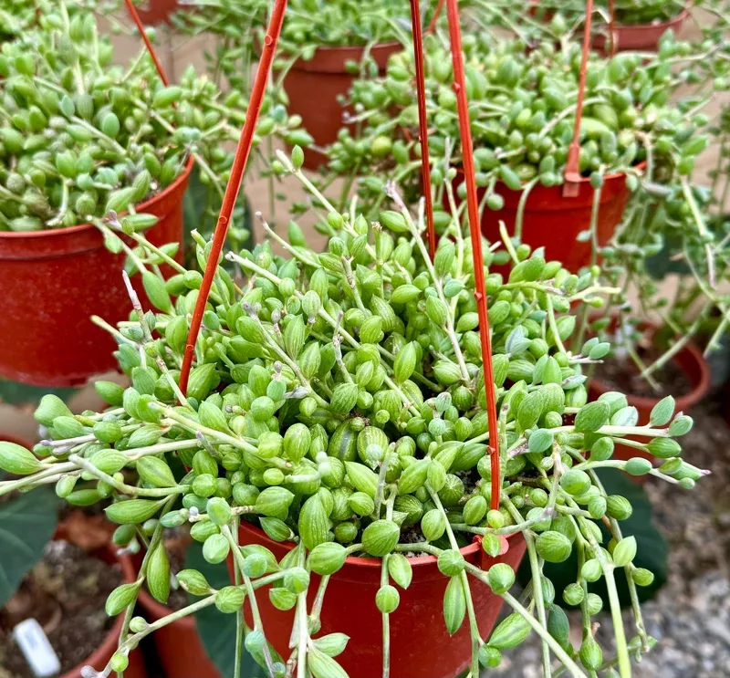 6-inch-string-watermelon-live-plant-hanging-trailing-succulent 6 Inch String of Watermelon Live Plant – Hanging Trailing Succulent