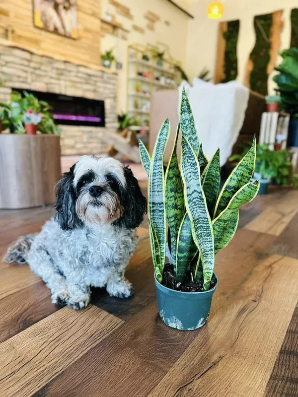 6-laurentii-snake-plant 6″ Laurentii Snake Plant