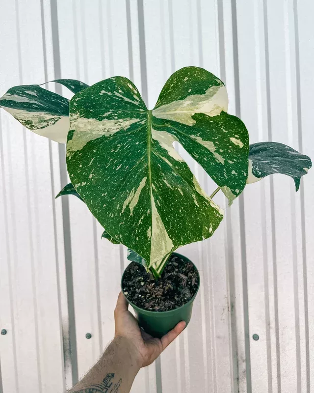 6-monstera-thai-constellation 6″ Monstera ‘Thai Constellation’