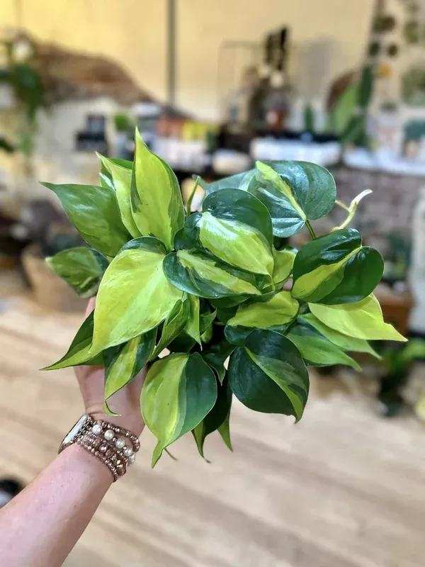 6-philodendron-brazil 6″ Philodendron Brazil