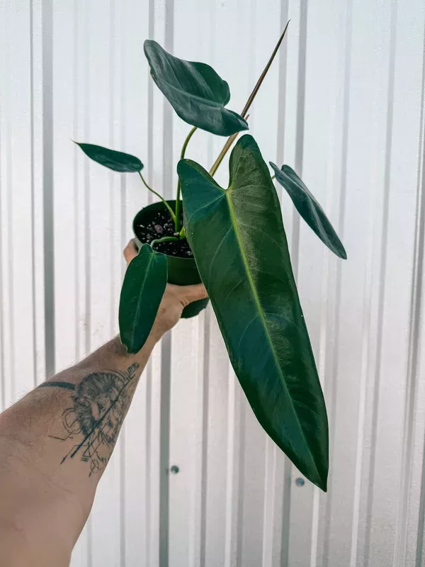 6-philodendron-spiritus-sancti 6″ Philodendron ‘Spiritus Sancti’