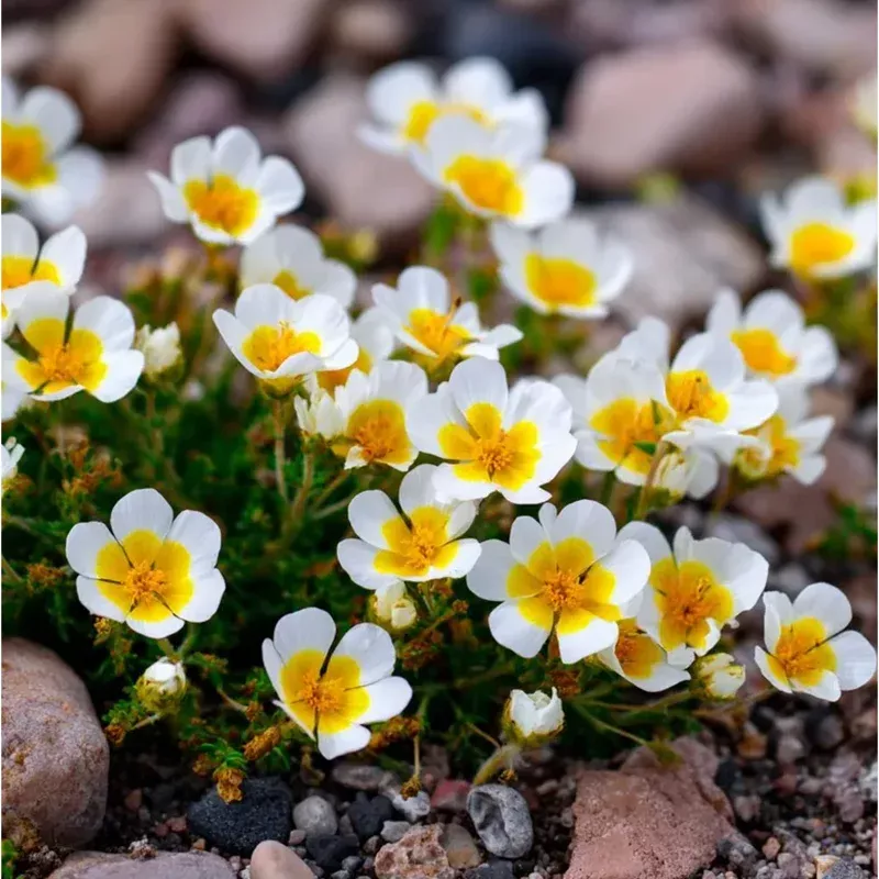 60-poached-egg-plant-seeds-limnanthes-douglasii-annual-meadow-flower 60 Poached Egg Plant Seeds – Limnanthes Douglasii – Annual Meadow Flower