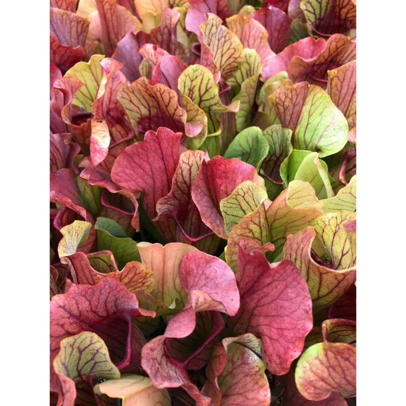 60-sarracenia-purpurea-seeds-carnivorous-purple-pitcher-plant-seeds 60 Sarracenia Purpurea Seeds – Carnivorous Purple Pitcher Plant Seeds
