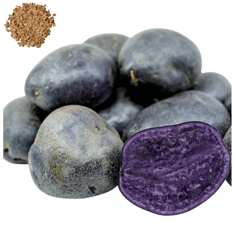 60-true-potato-seeds-purple-majesty-heirloom-vegetable-seeds-growing 60 True Potato Seeds Purple Majesty – Heirloom Vegetable Seeds for Growing