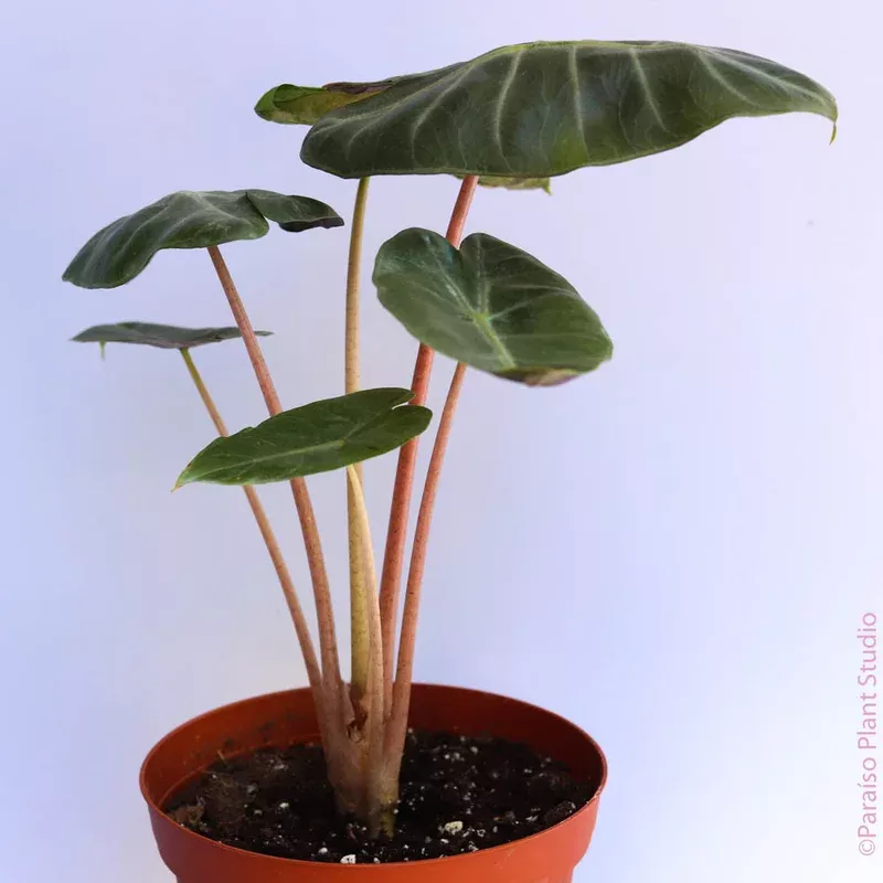 6in-alocasia-pink-dragon 6in Alocasia ‘Pink Dragon’
