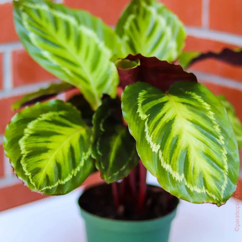 6in-calathea-jungle-cat 6in Calathea Jungle Cat