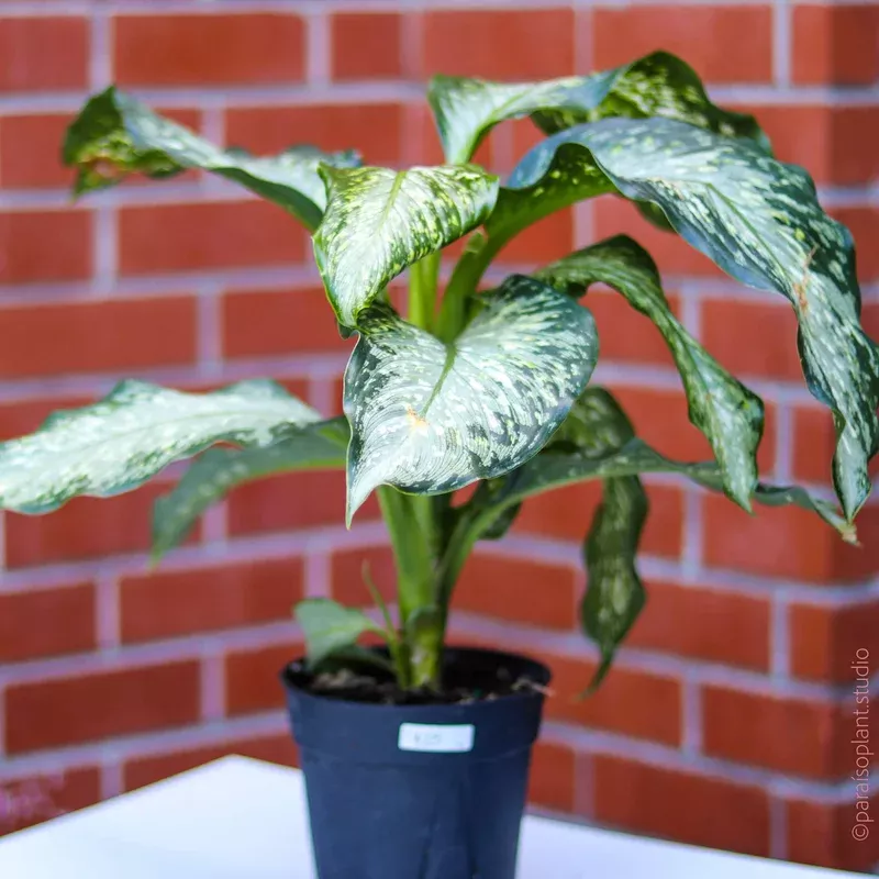 6in-dieffenbachia-assorted 6in Dieffenbachia Assorted