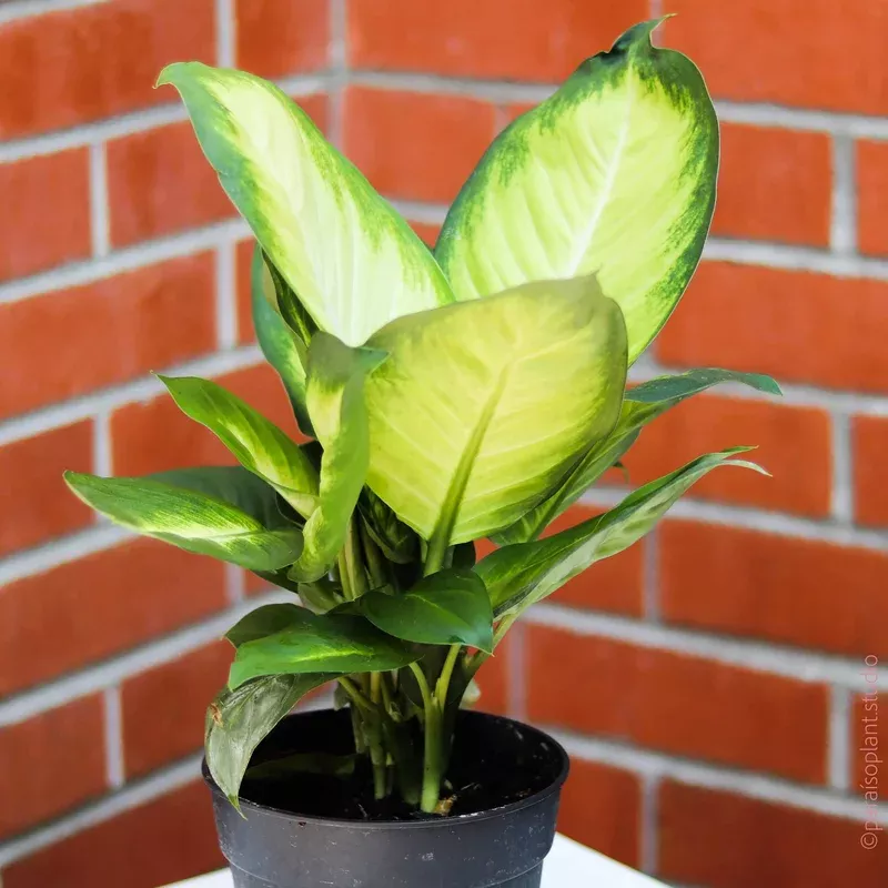 6in-dieffenbachia-tropic-marianne 6in Dieffenbachia Tropic Marianne