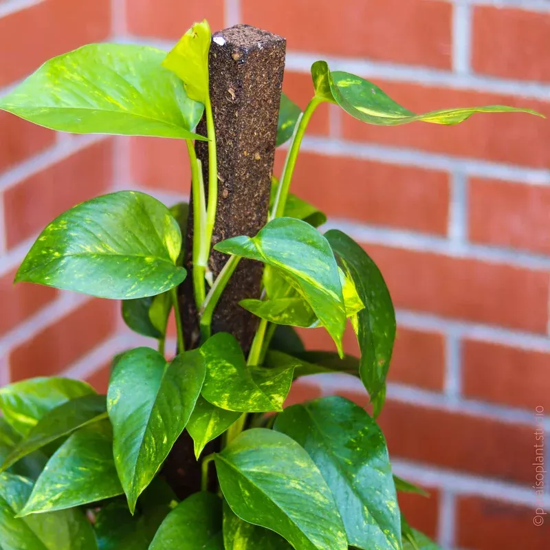 6in-golden-pothos-staked 6in Golden Pothos Staked