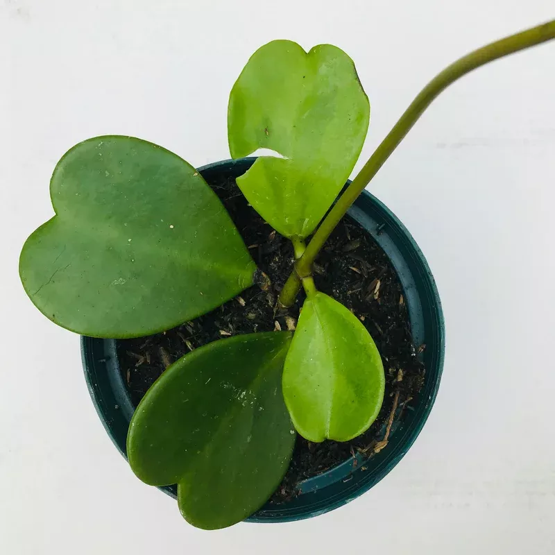 6in-hoya-kerrii-vine 6in Hoya Kerrii Vine