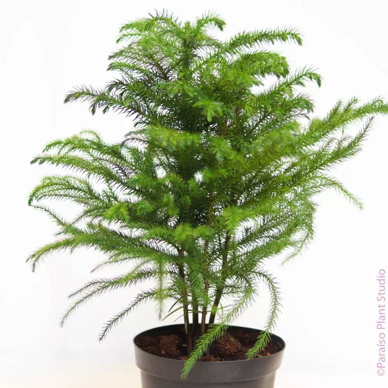 6in-norfolk-island-pine 6in Norfolk Island Pine