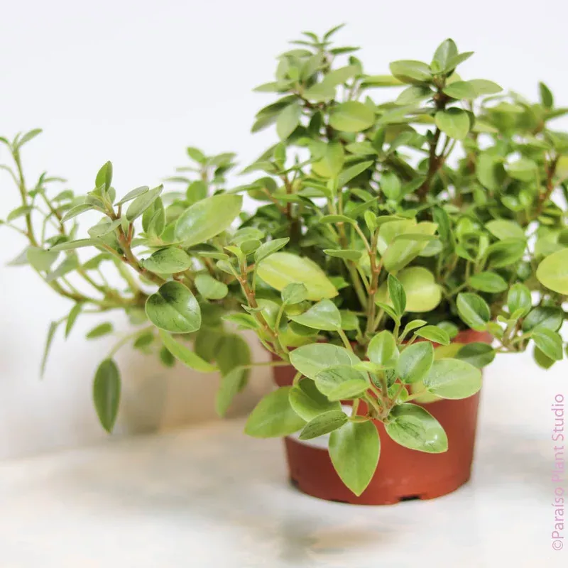 6in-peperomia-pixie-lime 6in Peperomia Pixie Lime