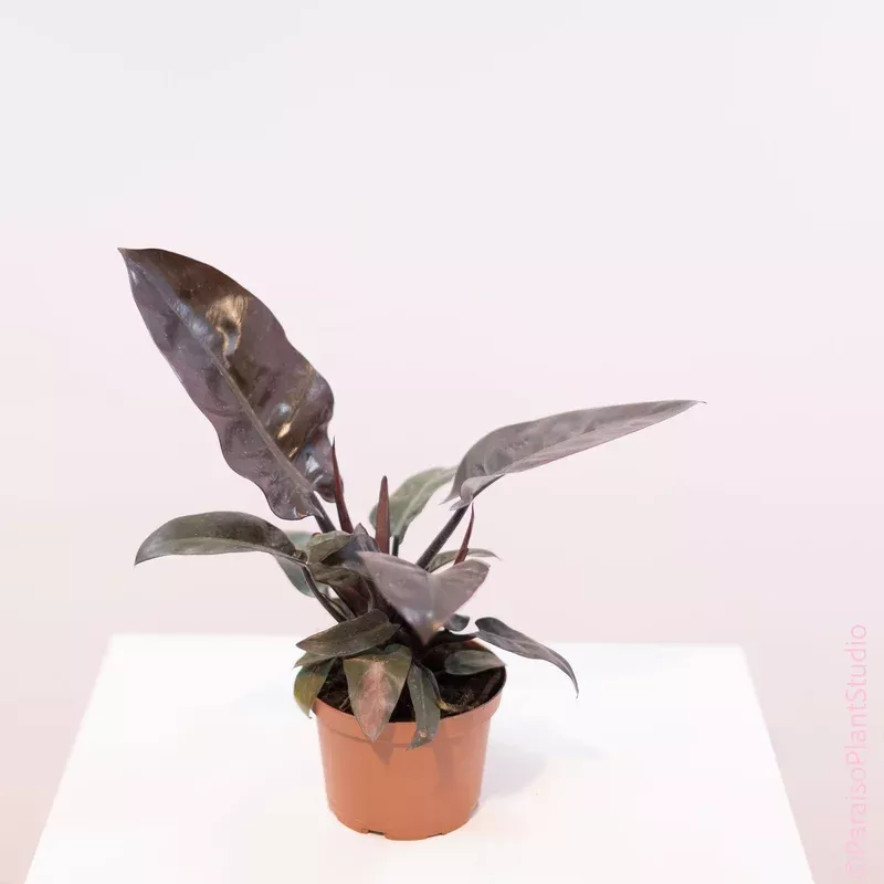 6in-philodendron-black-cardinal 6in Philodendron Black Cardinal