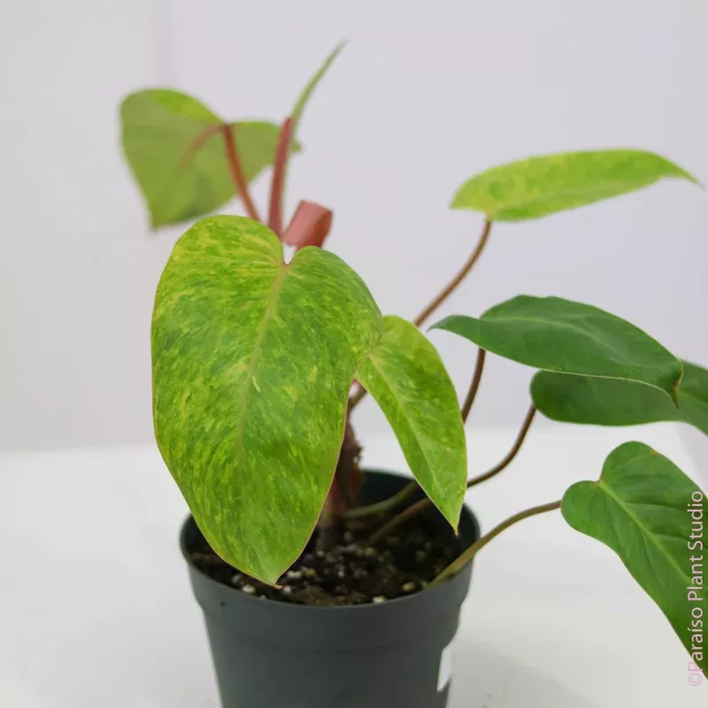 6in-philodendron-painted-lady 6in Philodendron Painted Lady