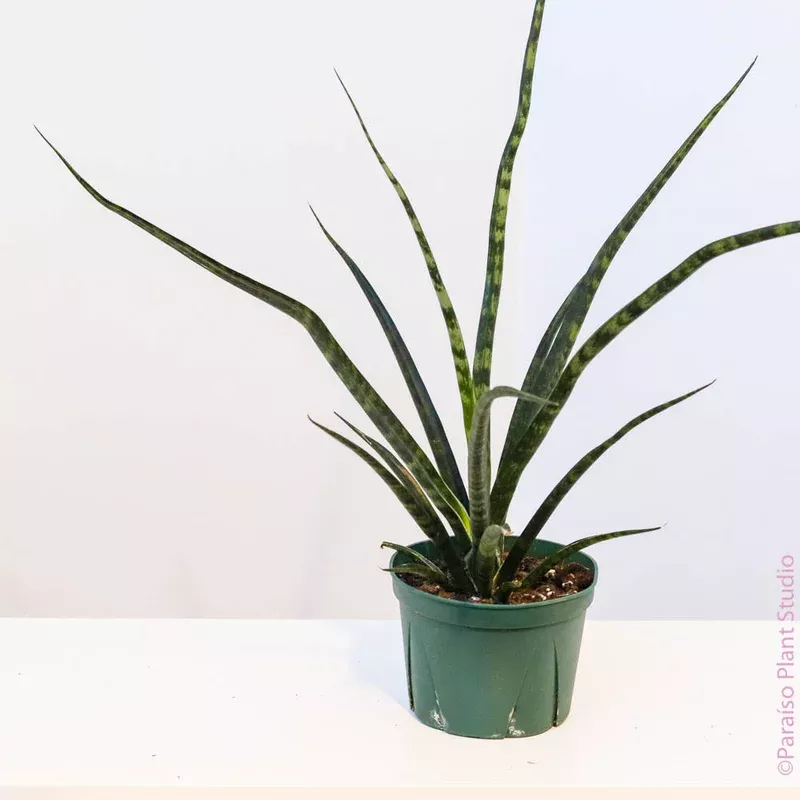 6in-sansevieria-fernwood 6in Sansevieria Fernwood