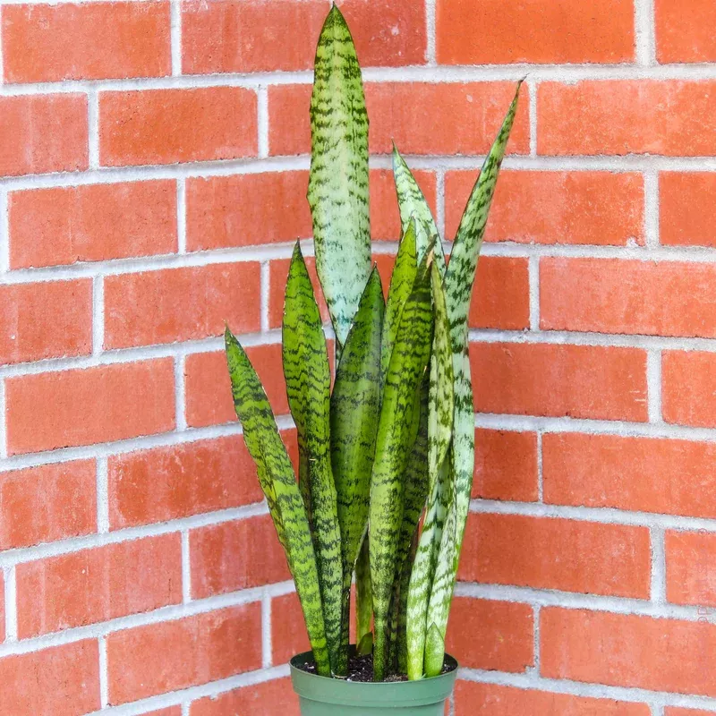 6in-sansevieria-zeylanica 6in Sansevieria Zeylanica