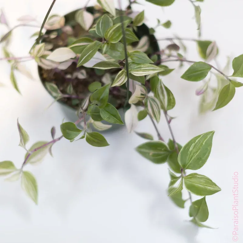 6in-tradescantia-rainbow 6in Tradescantia Rainbow