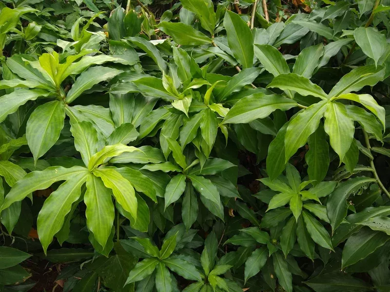 7-costus-igneus-cuttings-insulin-plant-cuttings-live-plant 7 Costus Igneus Cuttings – Insulin Plant Cuttings Live Plant