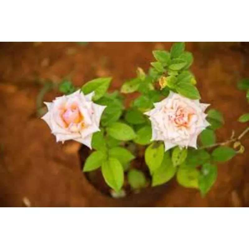 7-days-rose-plant 7 days rose plant