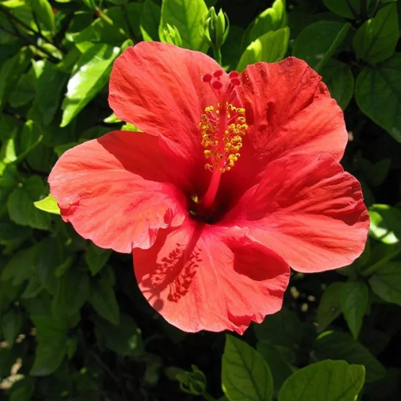 7-red-hibiscus-cuttings-live-plant-ready-to-plant-indoor-outdoor 7 Red Hibiscus Cuttings Live Plant – Ready to Plant – Indoor & Outdoor