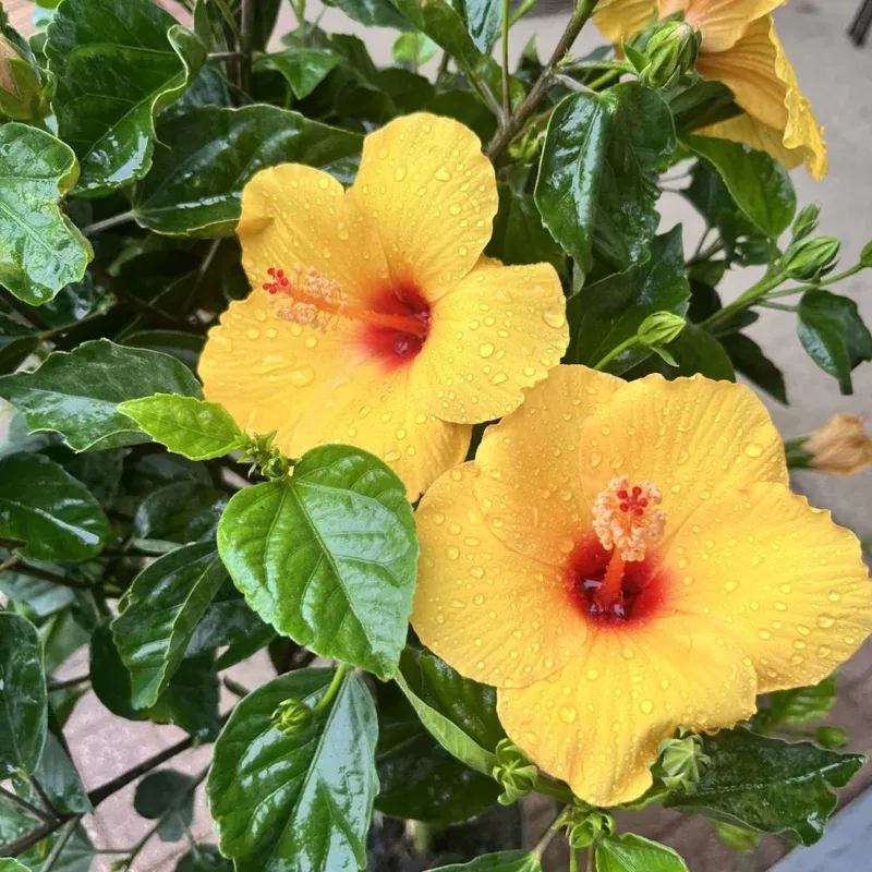 7-yellow-hibiscus-cuttings-live-ready-to-plant-indoor-outdoor 7 Yellow Hibiscus Cuttings Live – Ready to Plant Indoor/Outdoor