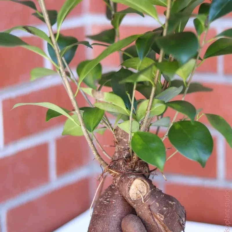 8in-10in-ficus-ginseng 8in-10in Ficus Ginseng