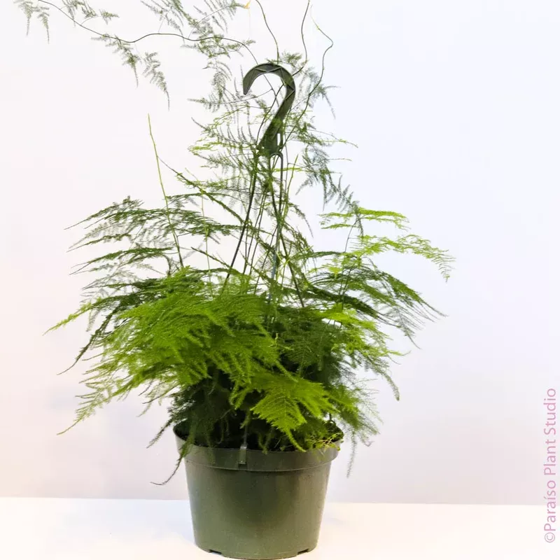 8in-asparagus-fern-plumosa 8in Asparagus Fern Plumosa