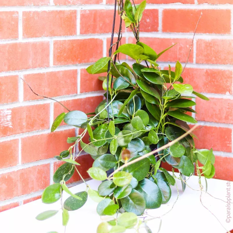 8in-hoya-australis 8in Hoya Australis