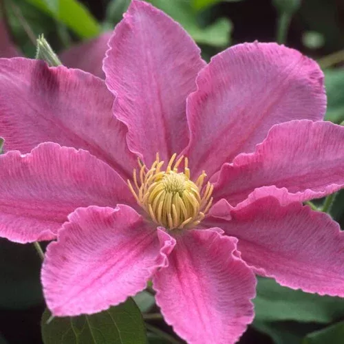 Abilene Clematis