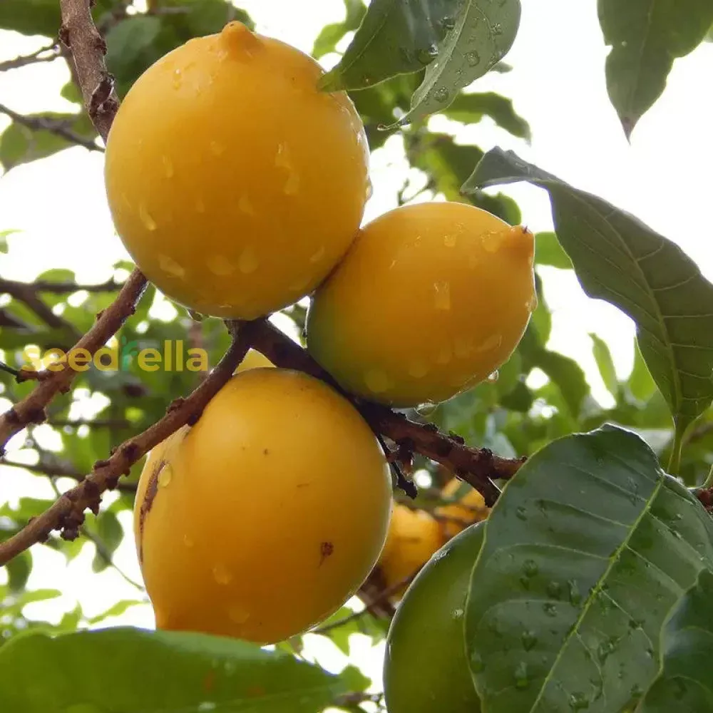 Abiu Fruit Seeds for Easy Planting