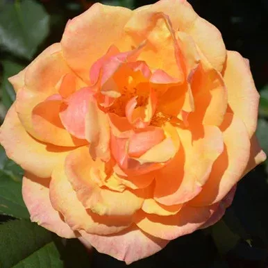 About Face Grandiflora Rose
