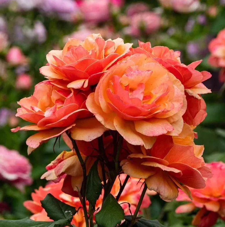 About Face Rose Live Plant – Grandiflora Rose Bush, 4-6 inch Tall, Fragrant, Outdoor