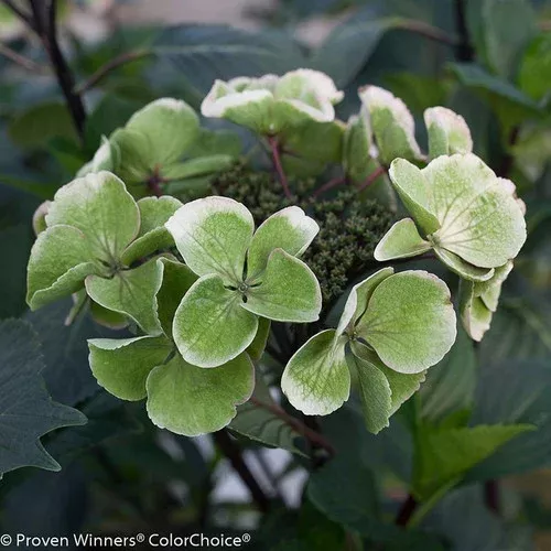 Abracadabra Star Hydrangea