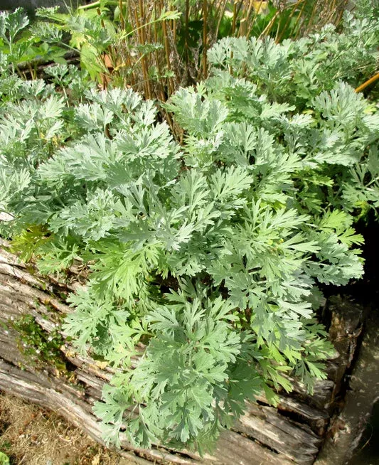 Absinthe Wormwood (Artemisia Absinthium) Green Ginger Herb Flower Seeds
