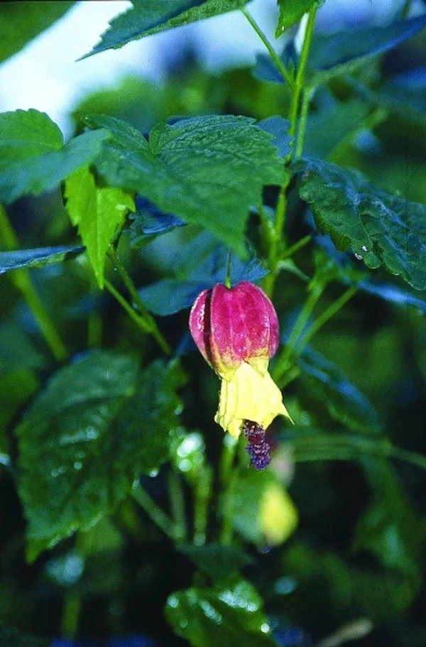 Abutilon 'Big Bell'