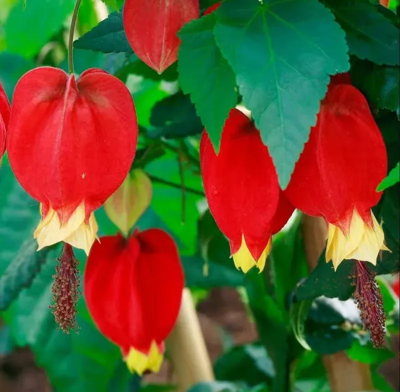 Abutilon Chinese Lantern Live Starter Plants – Set of 2, Flowering Maple, 3.25in Pot