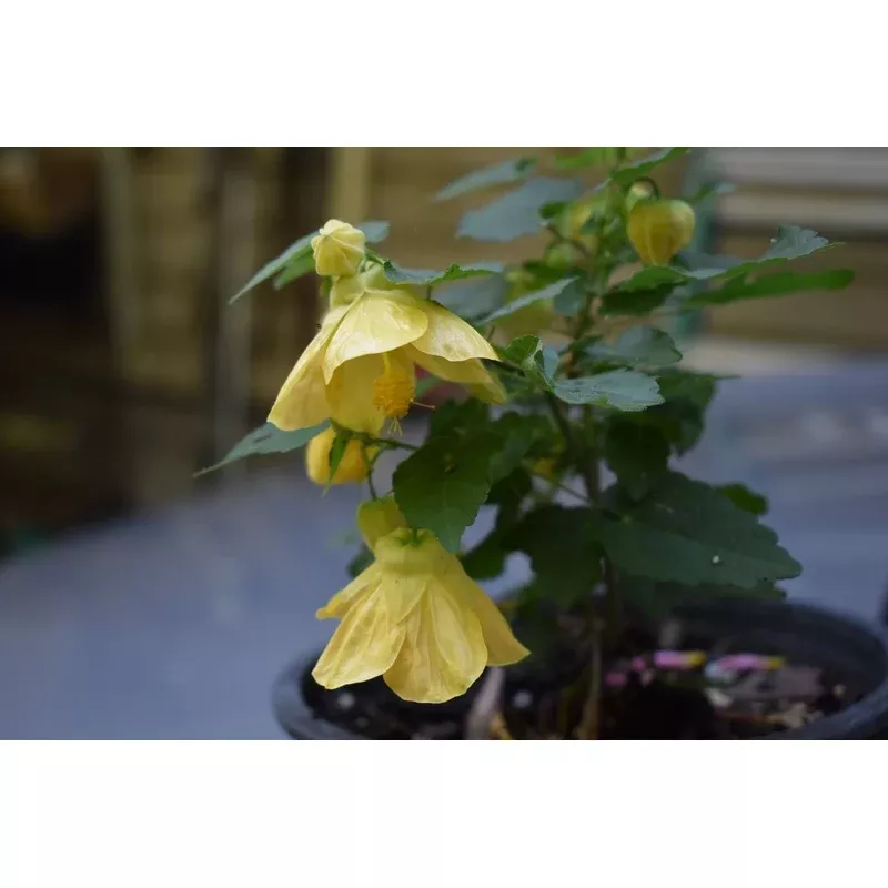 Abutilon ‘Little Sunshine’