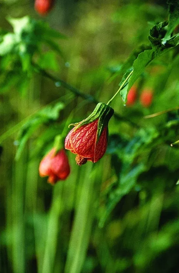 Abutilon 'Marion Stewart'