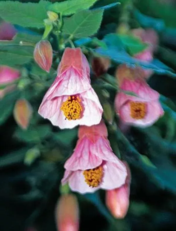 Abutilon megapotamicum 'Pink Charm'