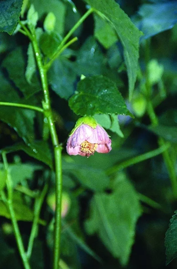 Abutilon x hybridum 'Helen'