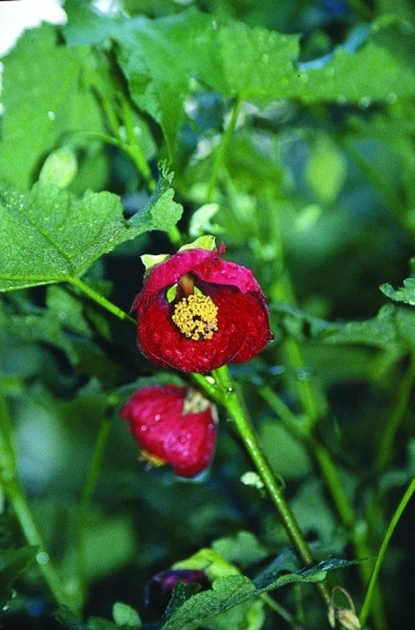Abutilon x hybridum 'Red Princess'