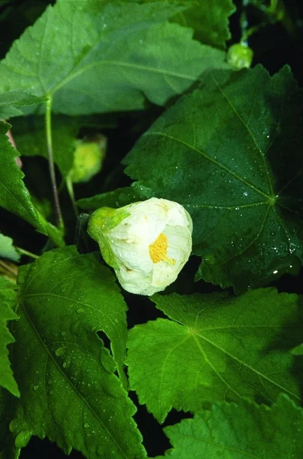Abutilon x hybridum 'White King'