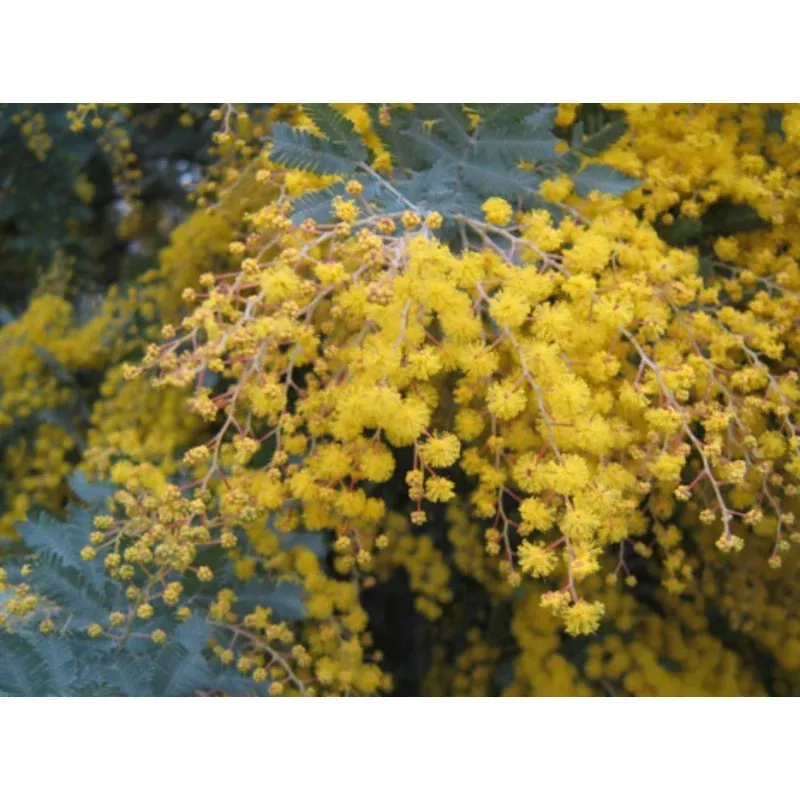 acacia-spectabilis Acacia spectabilis