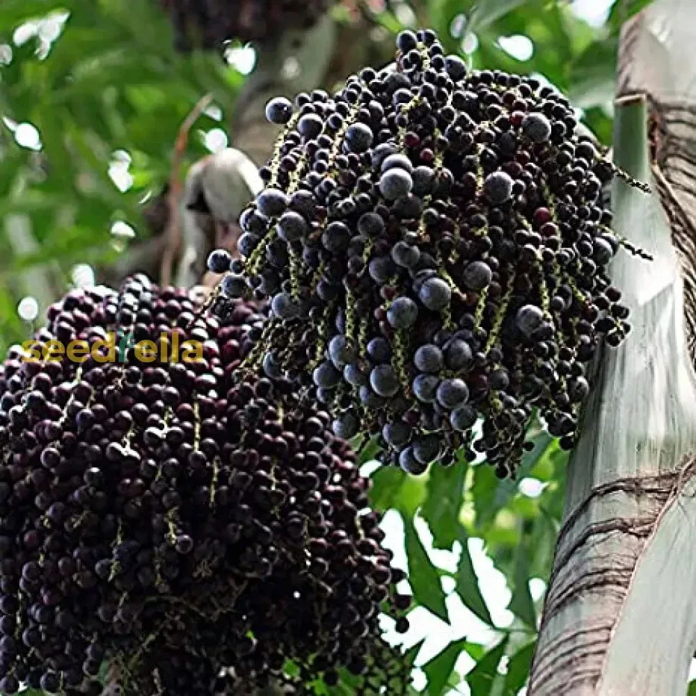 acai-fruit-seeds-collection-easy-planting Acai Fruit Seeds Collection for Easy Planting