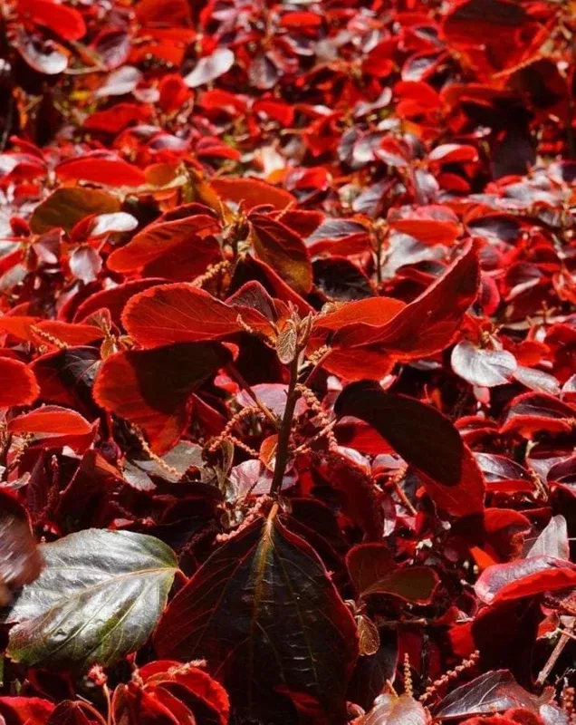acalypha-chenille-copper-live-plants-2-pack-4-6-tall-colorful-foliage-indoor-out Acalypha Chenille Copper Live Plants – 2 Pack – 4-6″ Tall – Colorful Foliage – Indoor/Outdoor