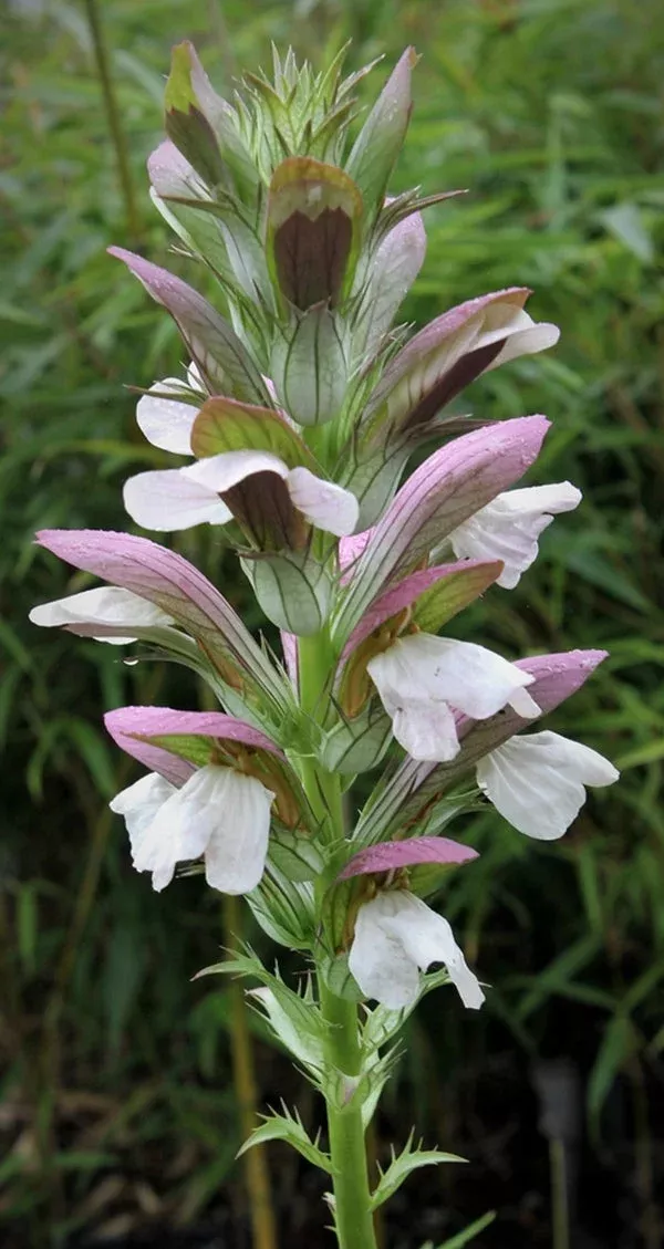 Acanthus hungaricus 'White Lips'